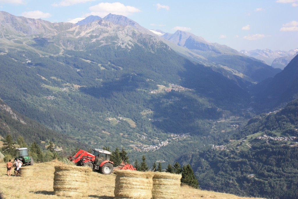 July harvest - Le Mousselard