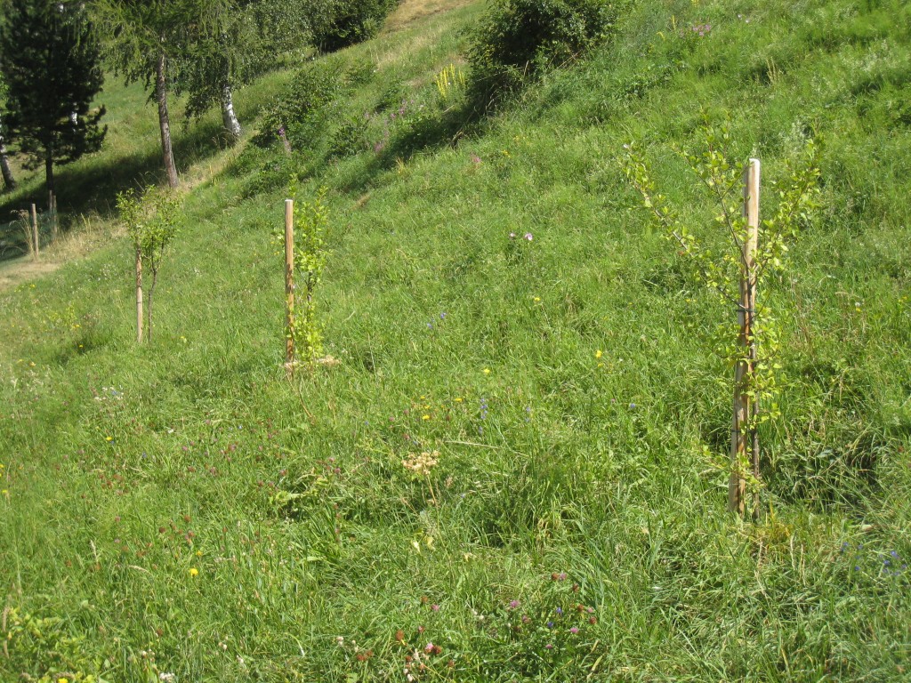 Les pruniers plantés à l'automne 2015. Le greffon de la prune du Mousselard est porté par l'arbre de droite.