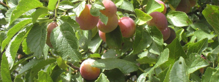 Les pruniers des Ecombelles