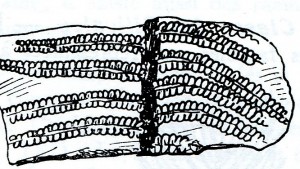 Vestige de fougère fossile pouvant être trouvé au col du Petit Saint Bernard