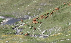 Vaches tarines