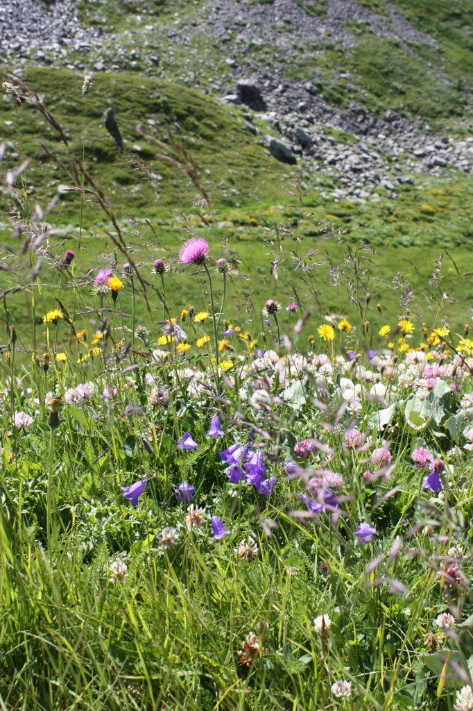 Parfum naturel du Beaufort