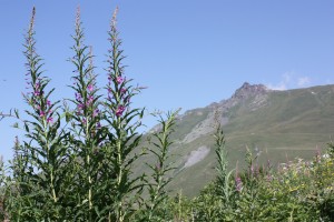 Flore d'altitude