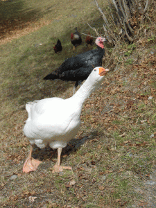 Gite-Ecombelles-Animaux-randonnee-enfants
