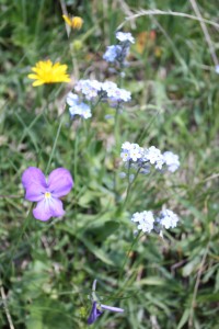 Pensées des Alpes