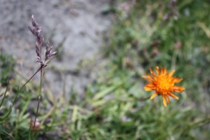 Fleur orange
