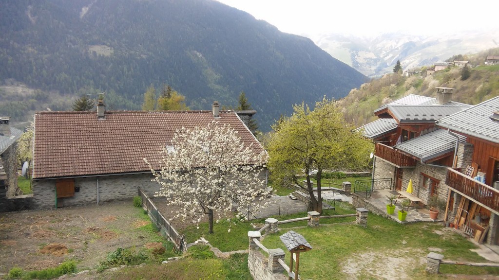 Ecombelles - Printemps - Prunier en fleurs