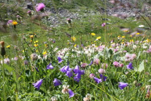 Campanules en altitude